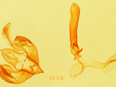 genitalia view of adult Lacinipolia strigicollis