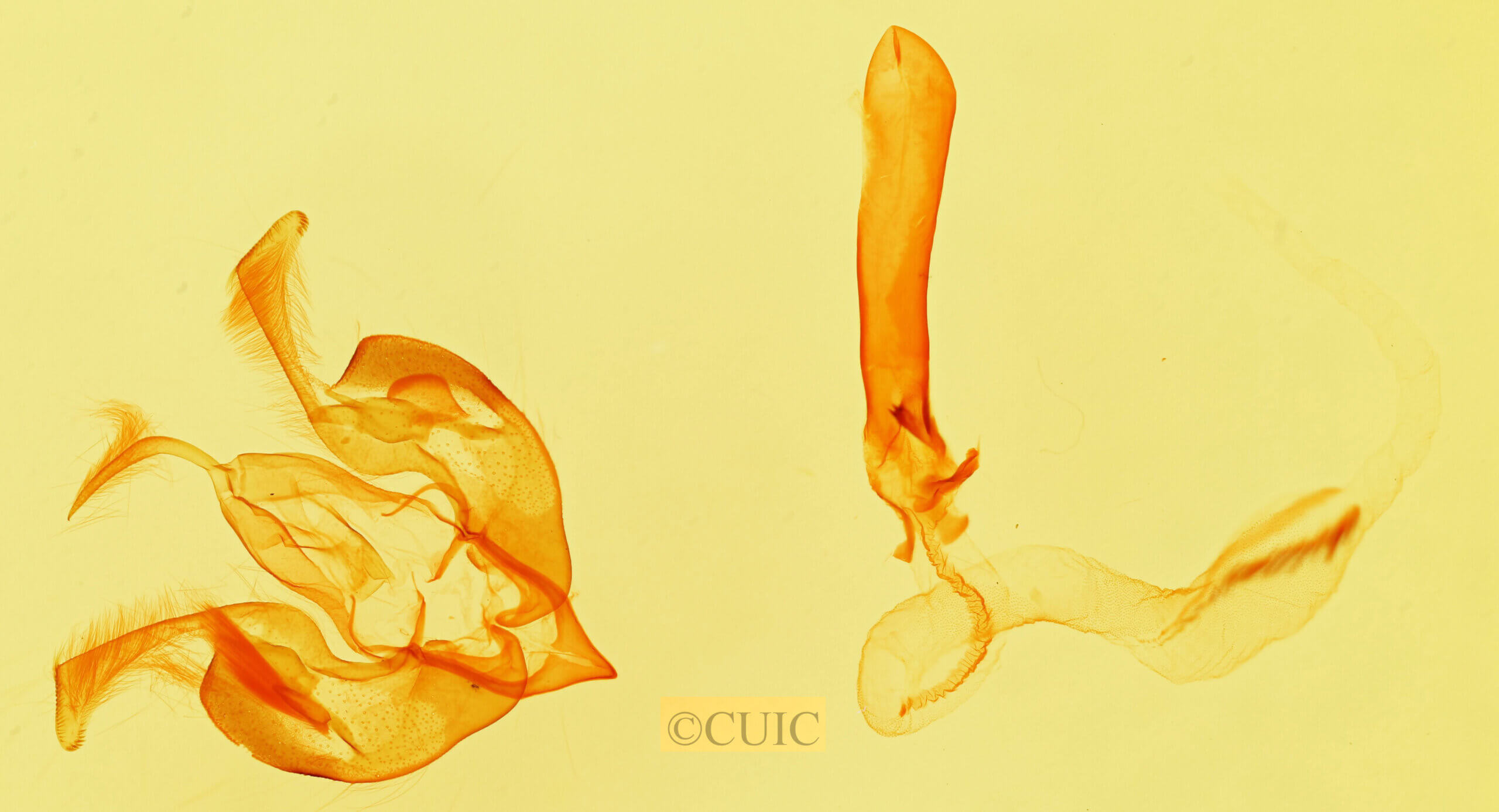 genitalia view of adult Lacinipolia strigicollis