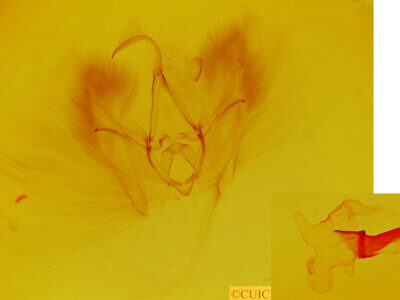 genitalia view of adult Chamyna ?