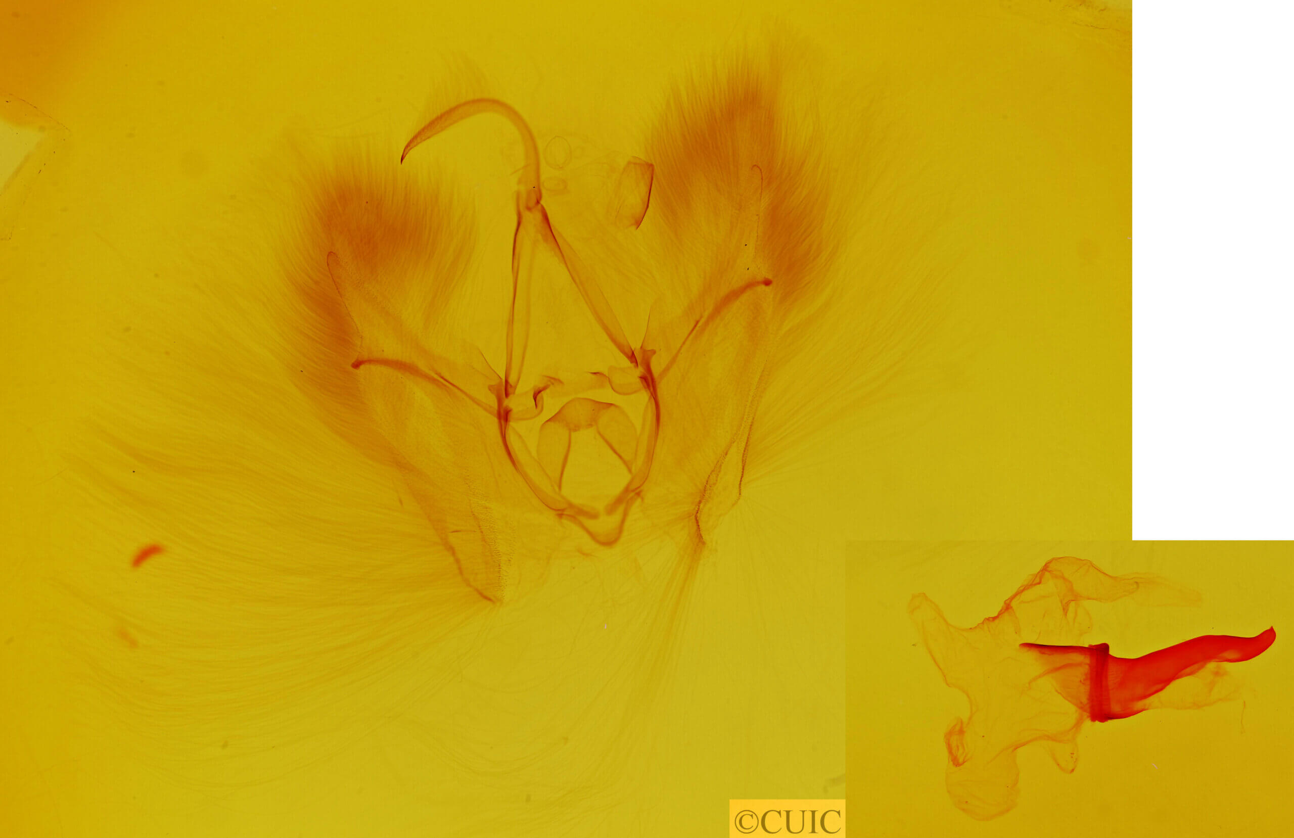 genitalia view of adult Chamyna ?