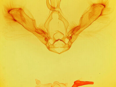 genitalia view of adult Epidromia pannosa ?