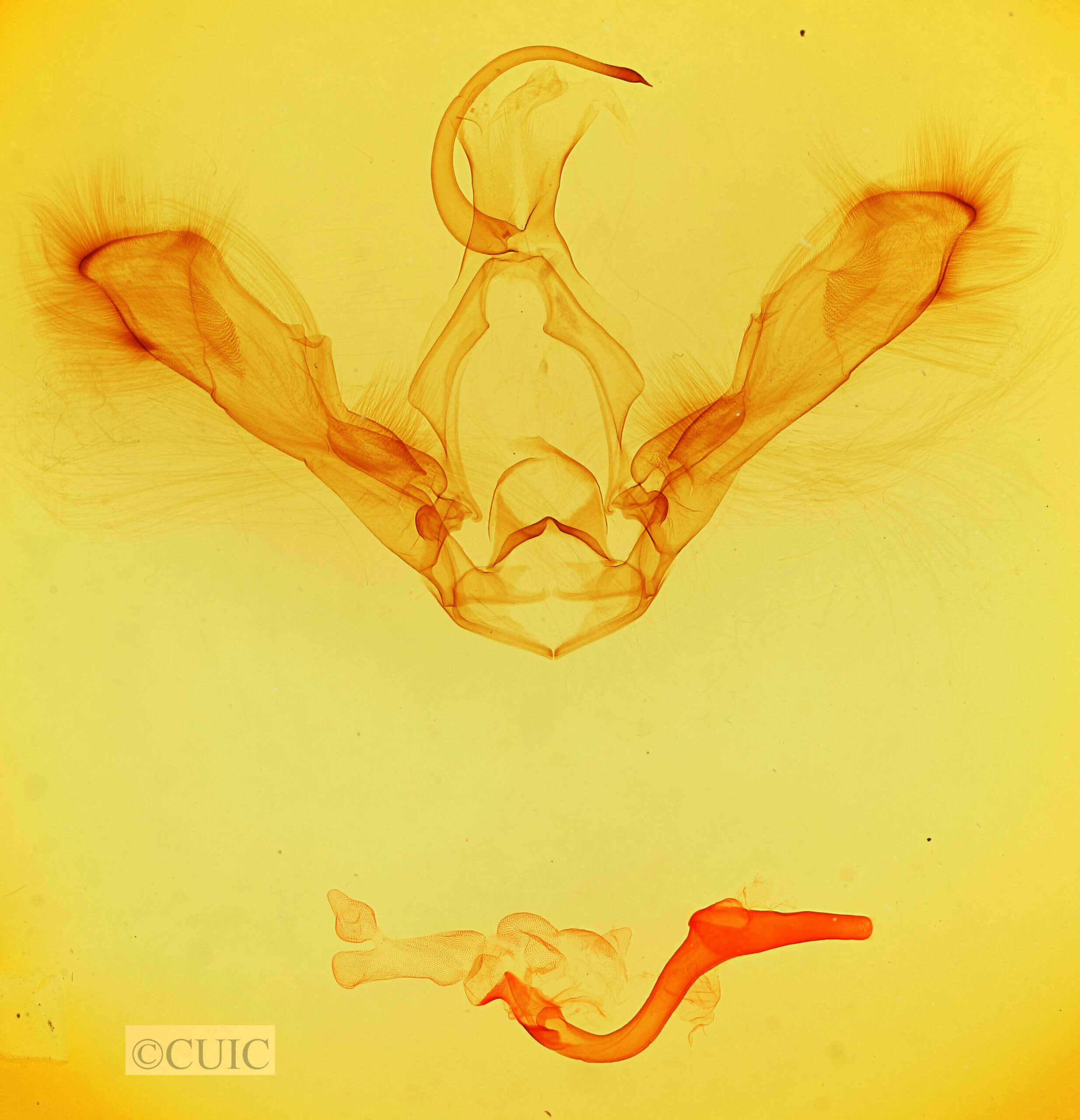 genitalia view of adult Epidromia pannosa ?