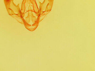 genitalia view of adult Parachabora triangulifera ?