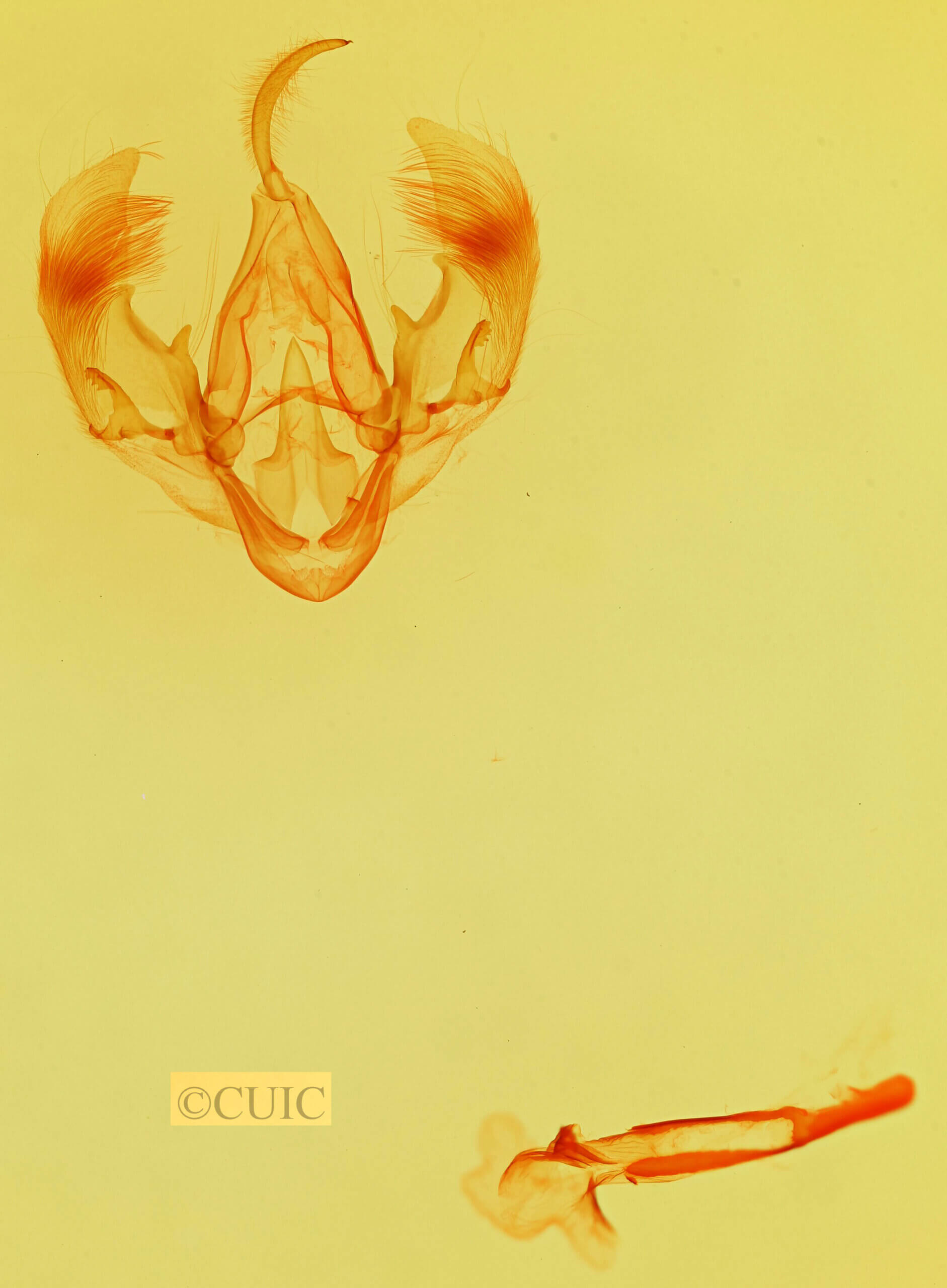 genitalia view of adult Parachabora triangulifera ?