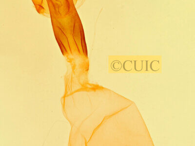 genitalia view of adult Parachabora triangulifera ?