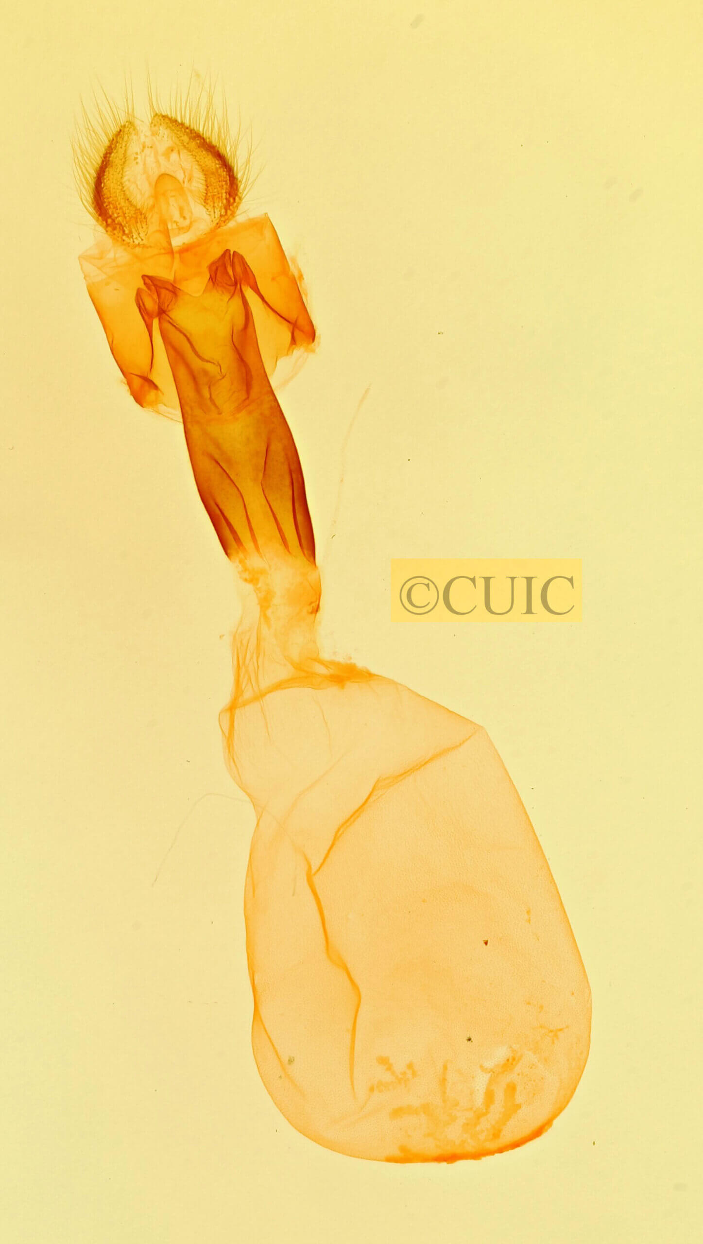 genitalia view of adult Parachabora triangulifera ?