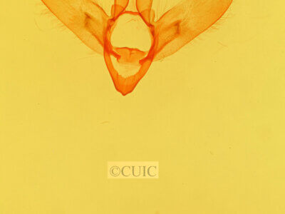 genitalia view of adult Azeta sp.