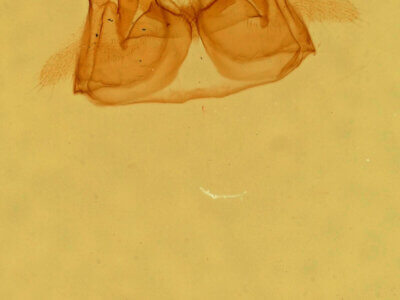 genitalia view of adult Cycnia collaris