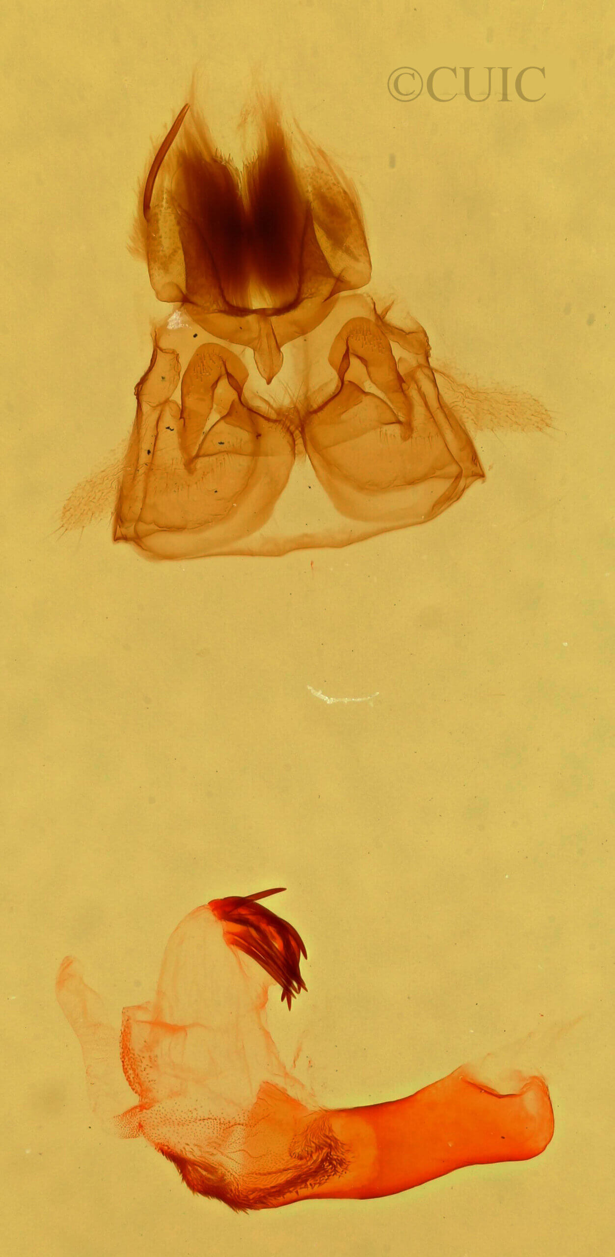 genitalia view of adult Cycnia collaris