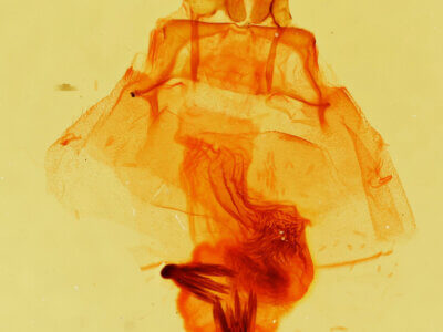 genitalia view of adult Cycnia collaris