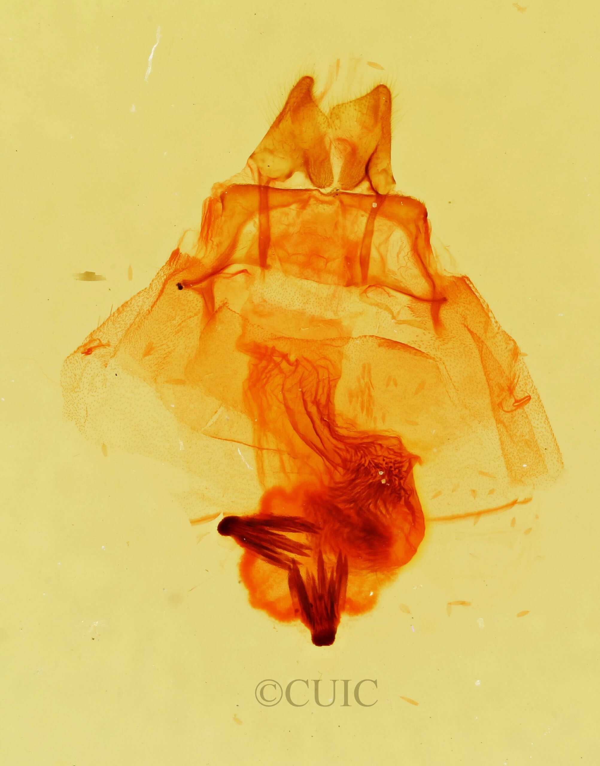 genitalia view of adult Cycnia collaris