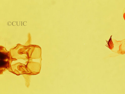 genitalia view of adult Cycnia sp.