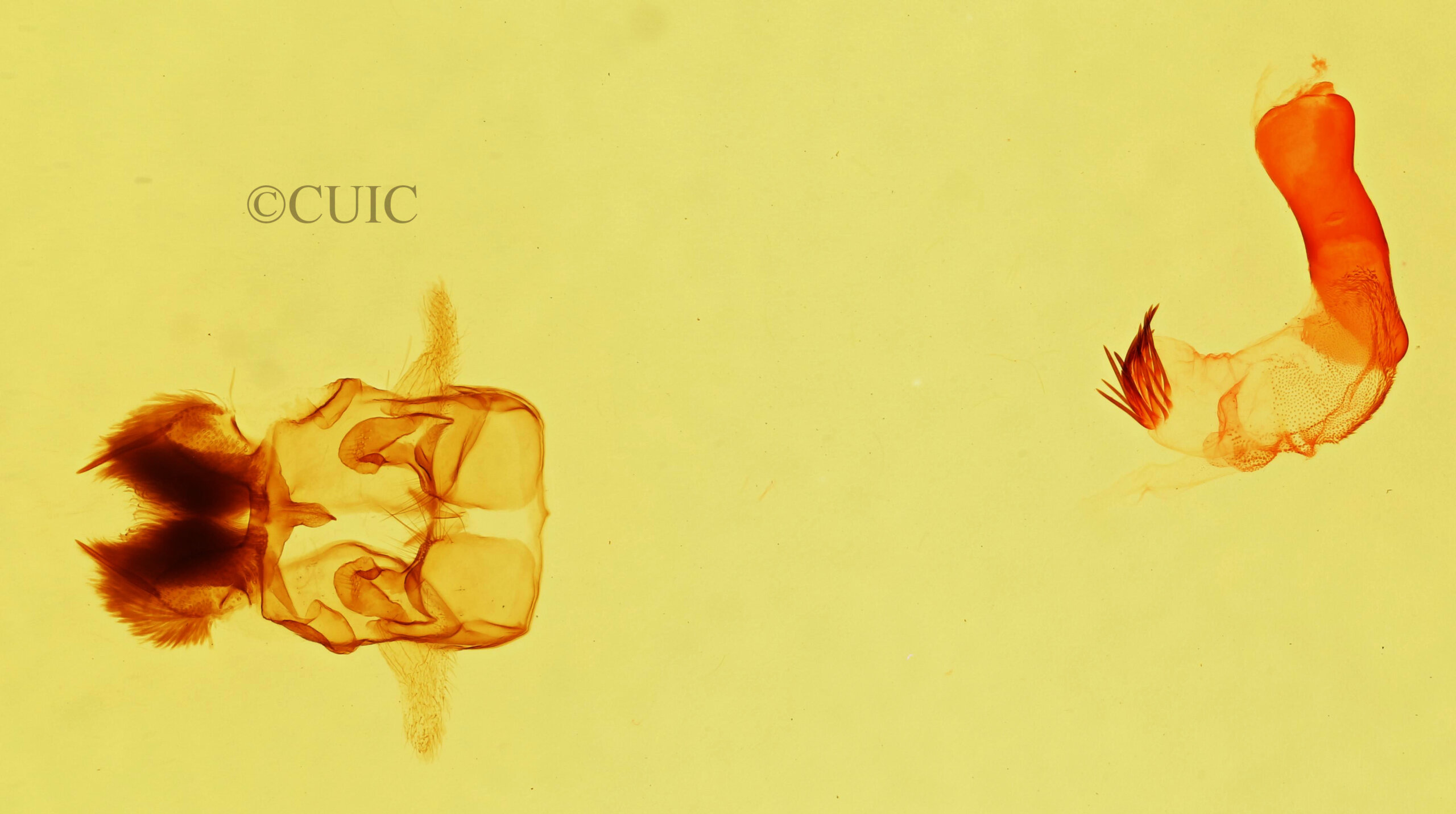 genitalia view of adult Cycnia sp.