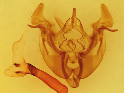 genitalia view of adult Apamea longula near n. sp.