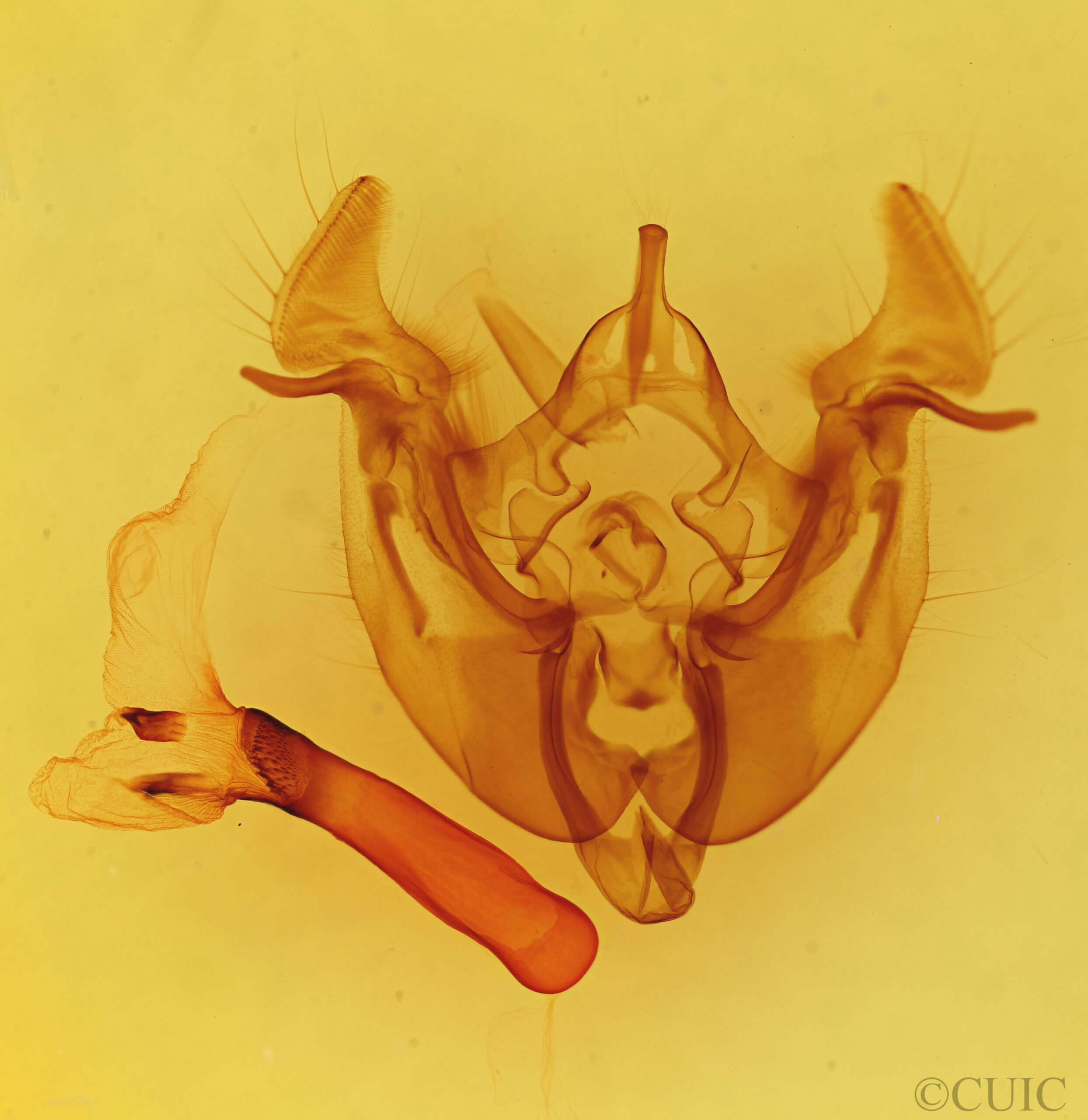 genitalia view of adult Apamea longula near n. sp.