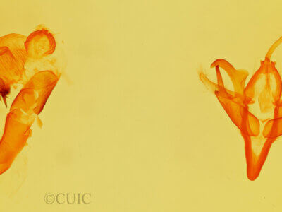 genitalia view of adult Acronicta retardata