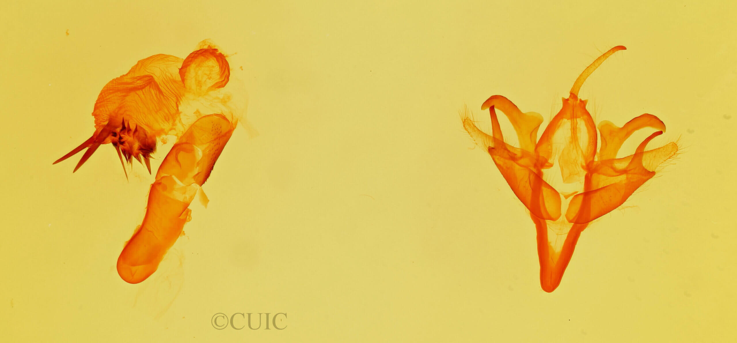 genitalia view of adult Acronicta retardata