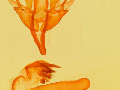 genitalia view of adult Acronicta retardata