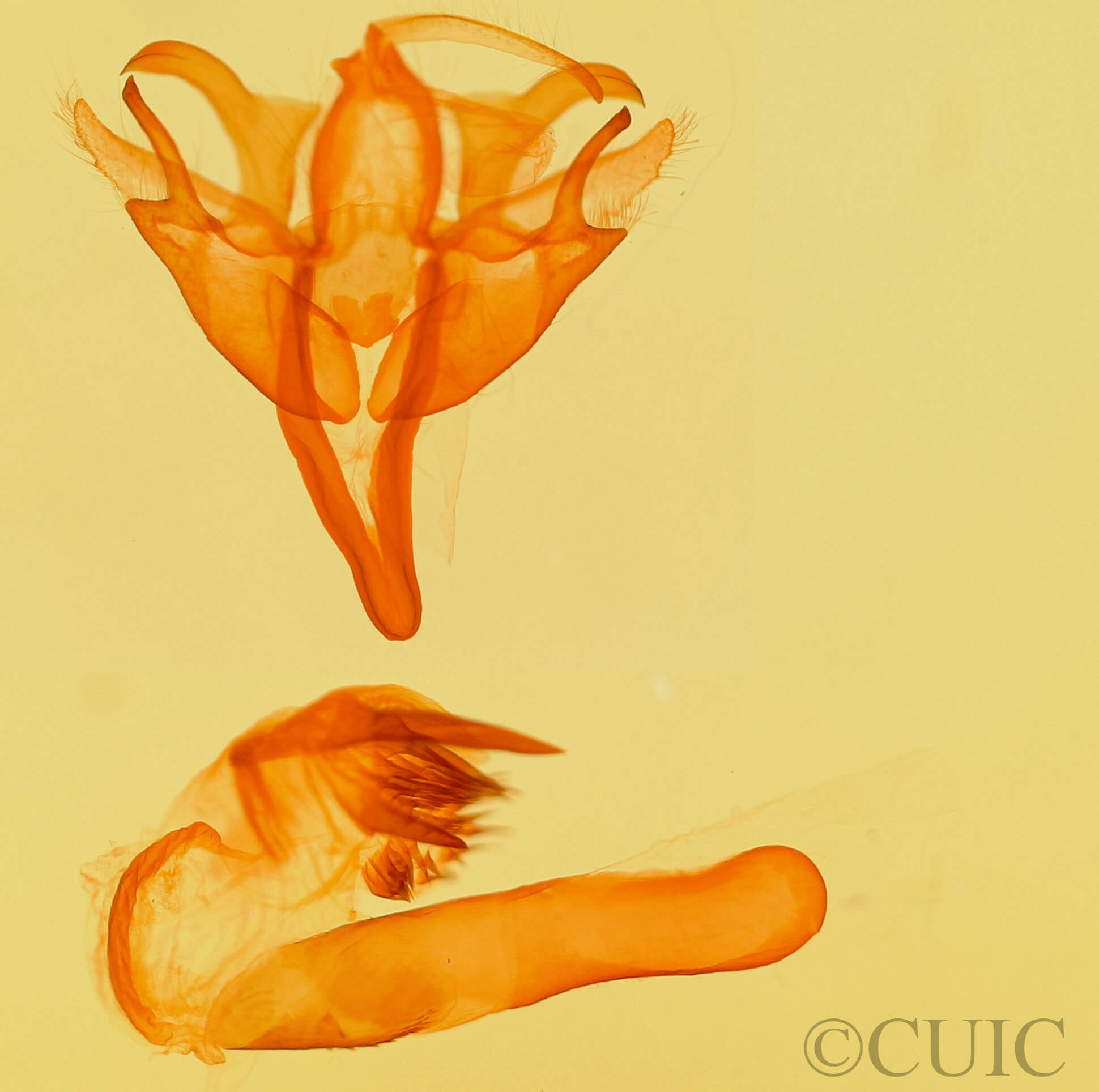 genitalia view of adult Acronicta retardata