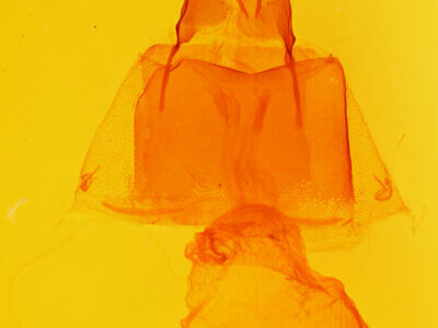 genitalia view of adult Acronicta edolata