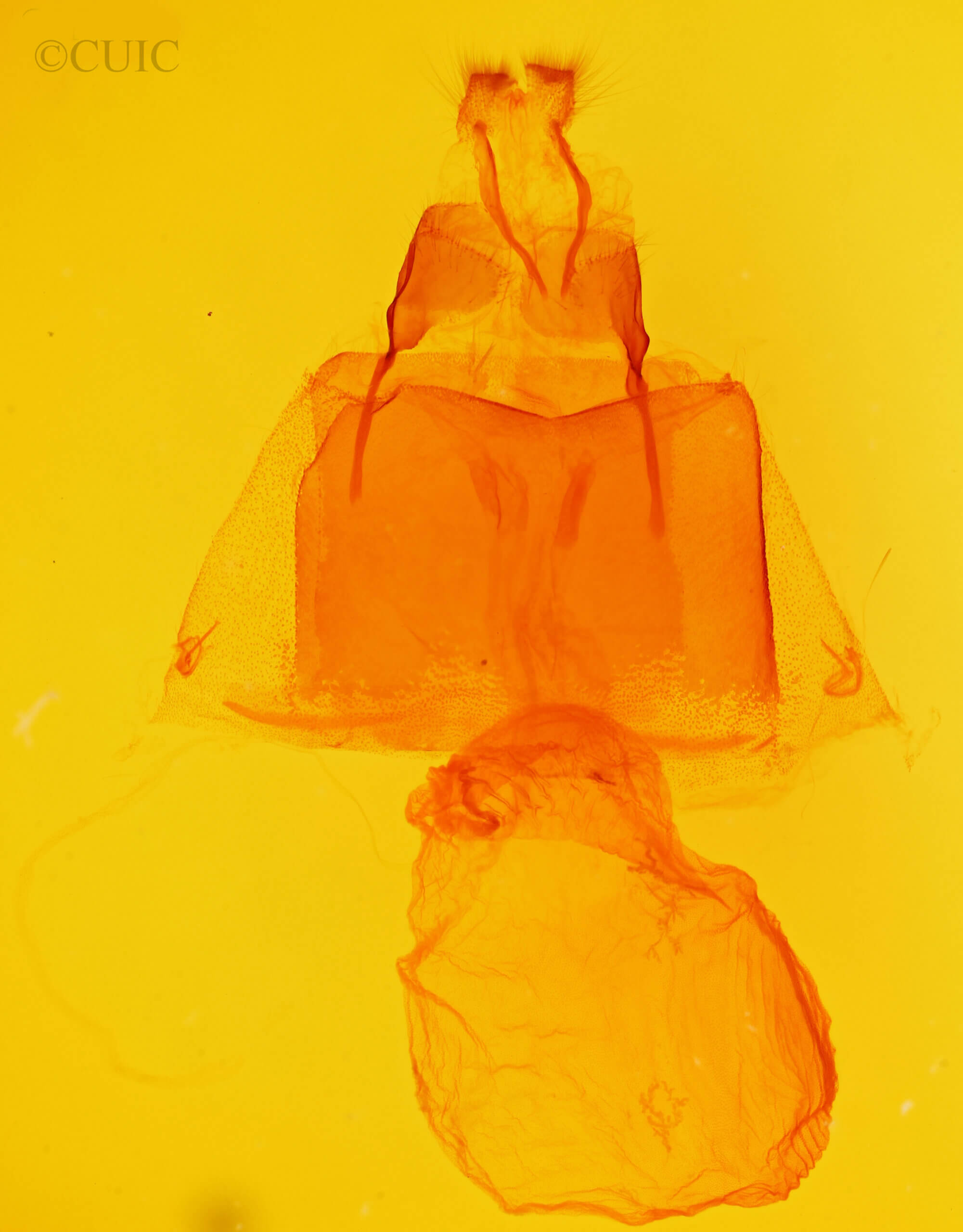 genitalia view of adult Acronicta edolata