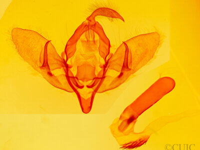 genitalia view of adult Acronicta cyanescens 7267