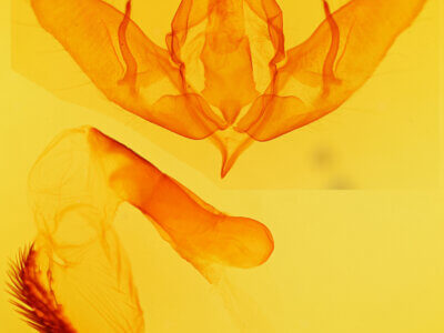 genitalia view of adult Acronicta hastulifera