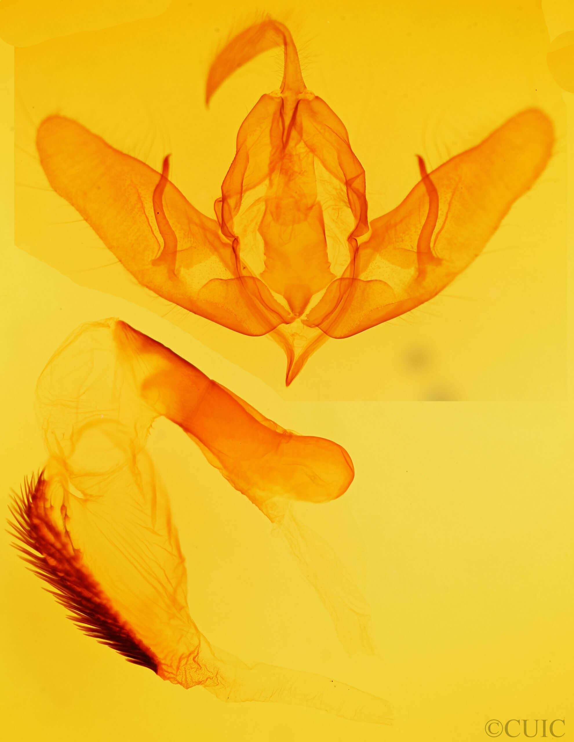 genitalia view of adult Acronicta hastulifera