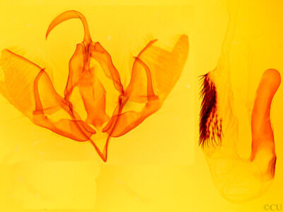 genitalia view of adult Acronicta americana