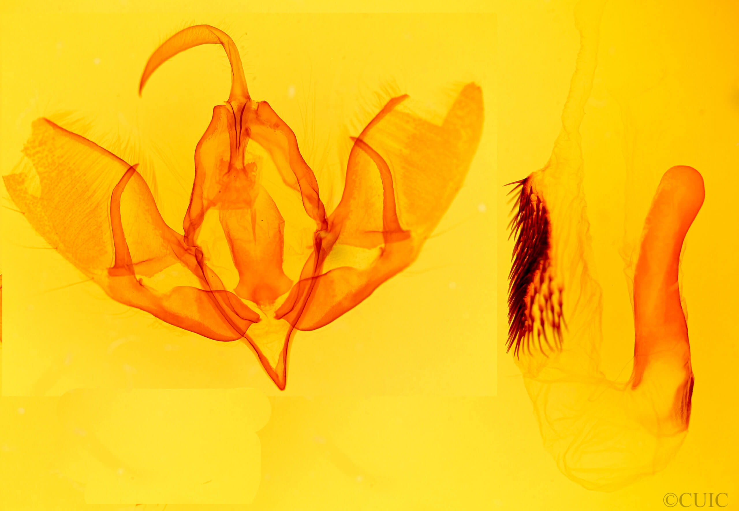 genitalia view of adult Acronicta americana