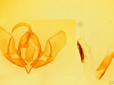 genitalia view of adult Acronicta americana eldora