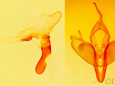 genitalia view of adult Harrisimemna trisignata