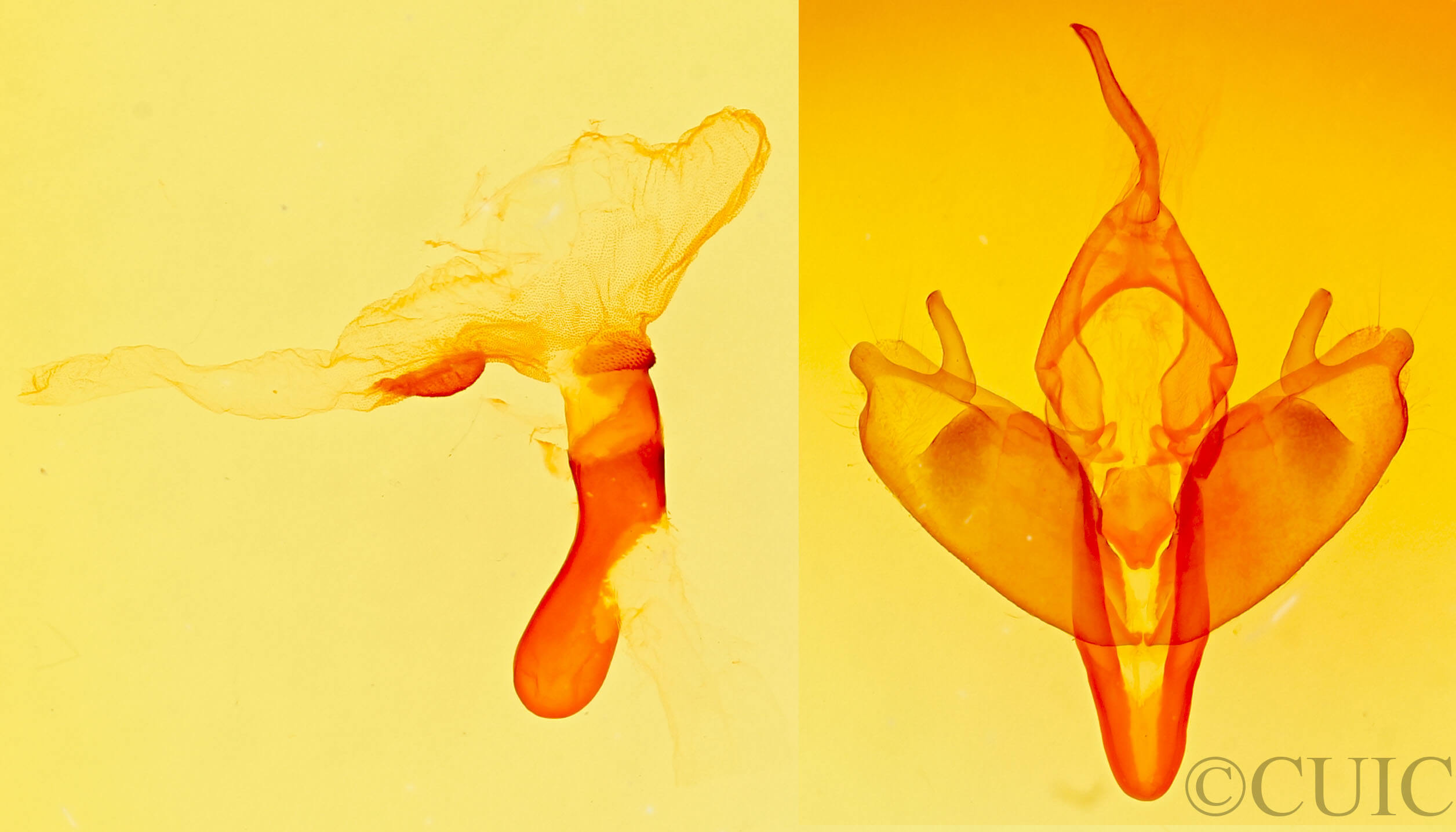 genitalia view of adult Harrisimemna trisignata