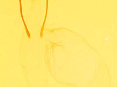 genitalia view of adult Epidromia? flavilineata (pyraliformis)