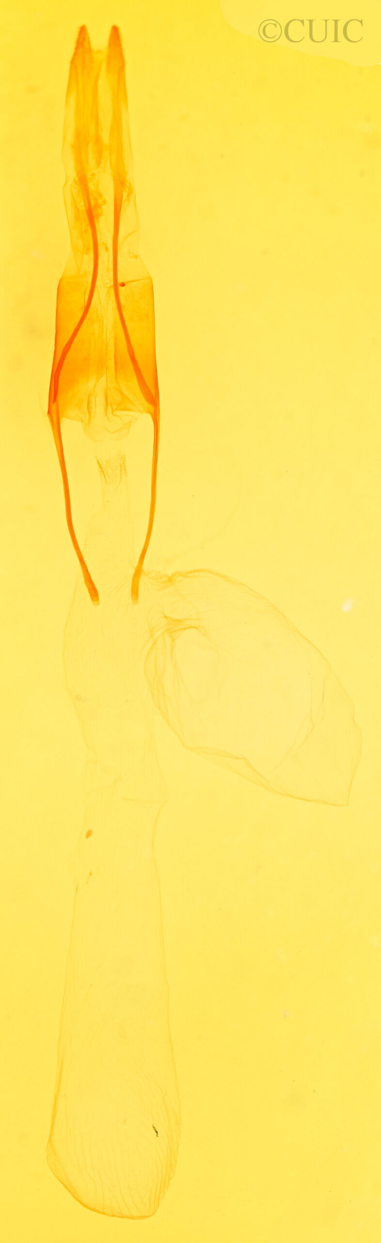 genitalia view of adult Epidromia? flavilineata (pyraliformis)