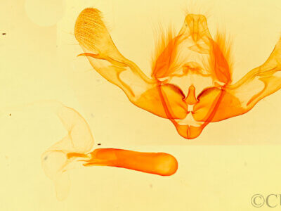 genitalia view of pupa Oligia minuscula