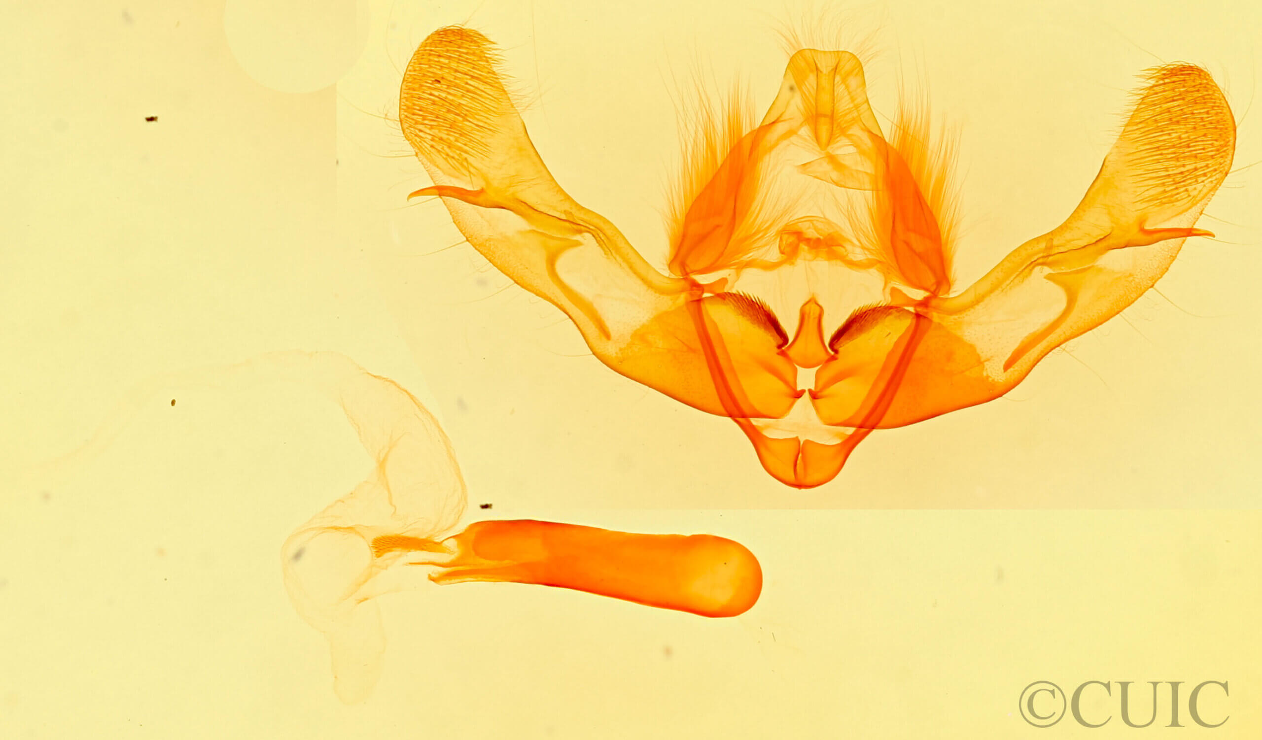 genitalia view of pupa Oligia minuscula