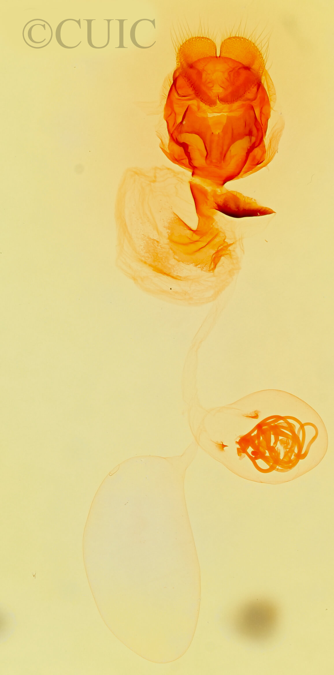 genitalia view of adult Collomena inflexa