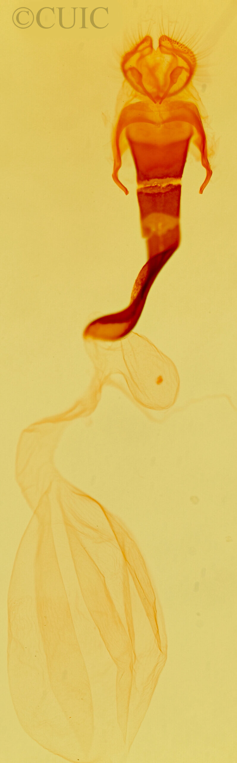 genitalia view of adult Motya abseuzalis