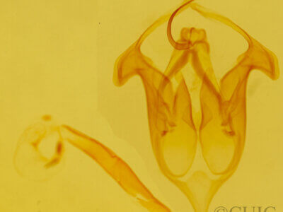 genitalia view of adult Motya abseuzalis