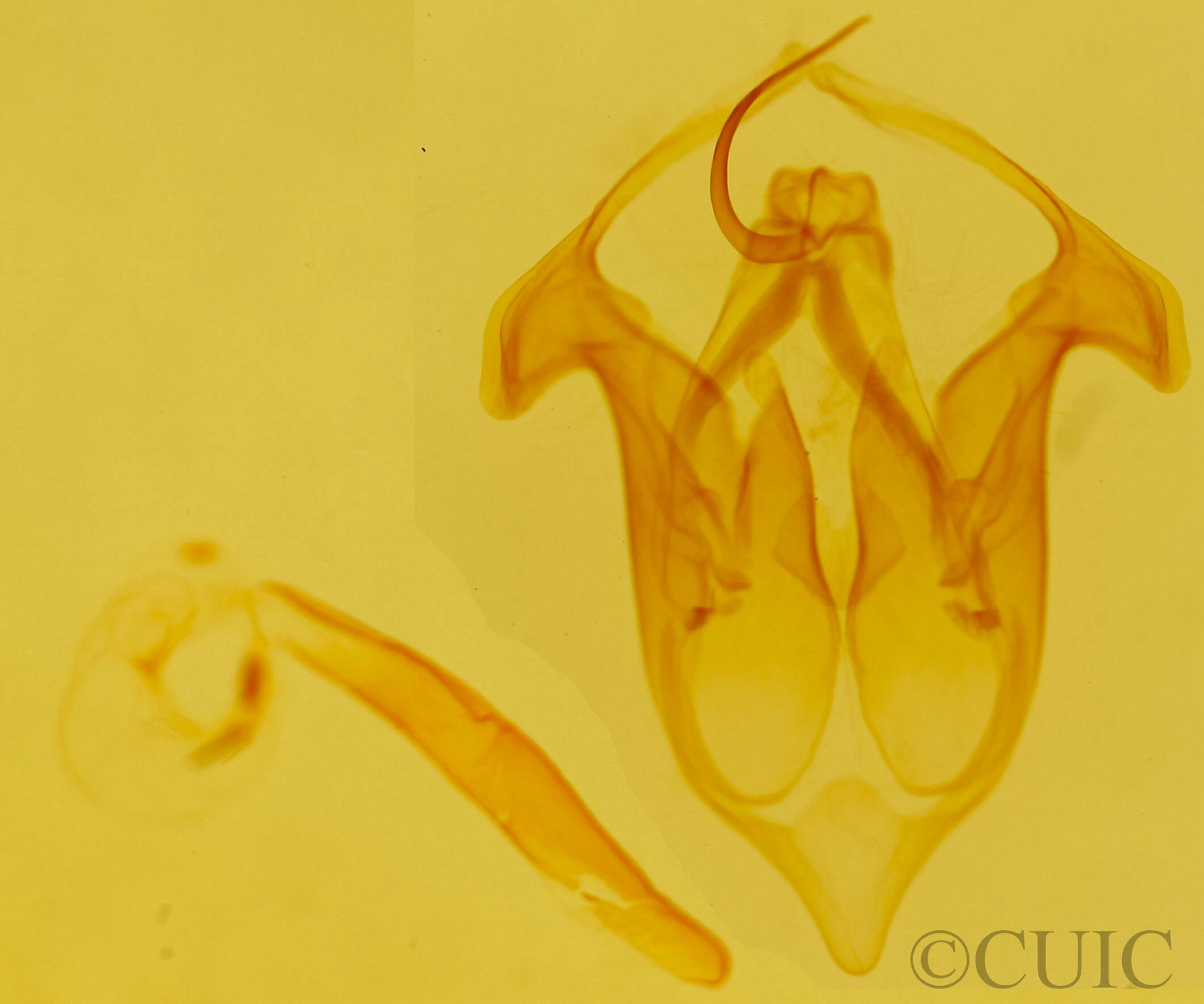 genitalia view of adult Motya abseuzalis