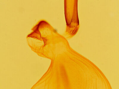 genitalia view of adult Eutelia furcata