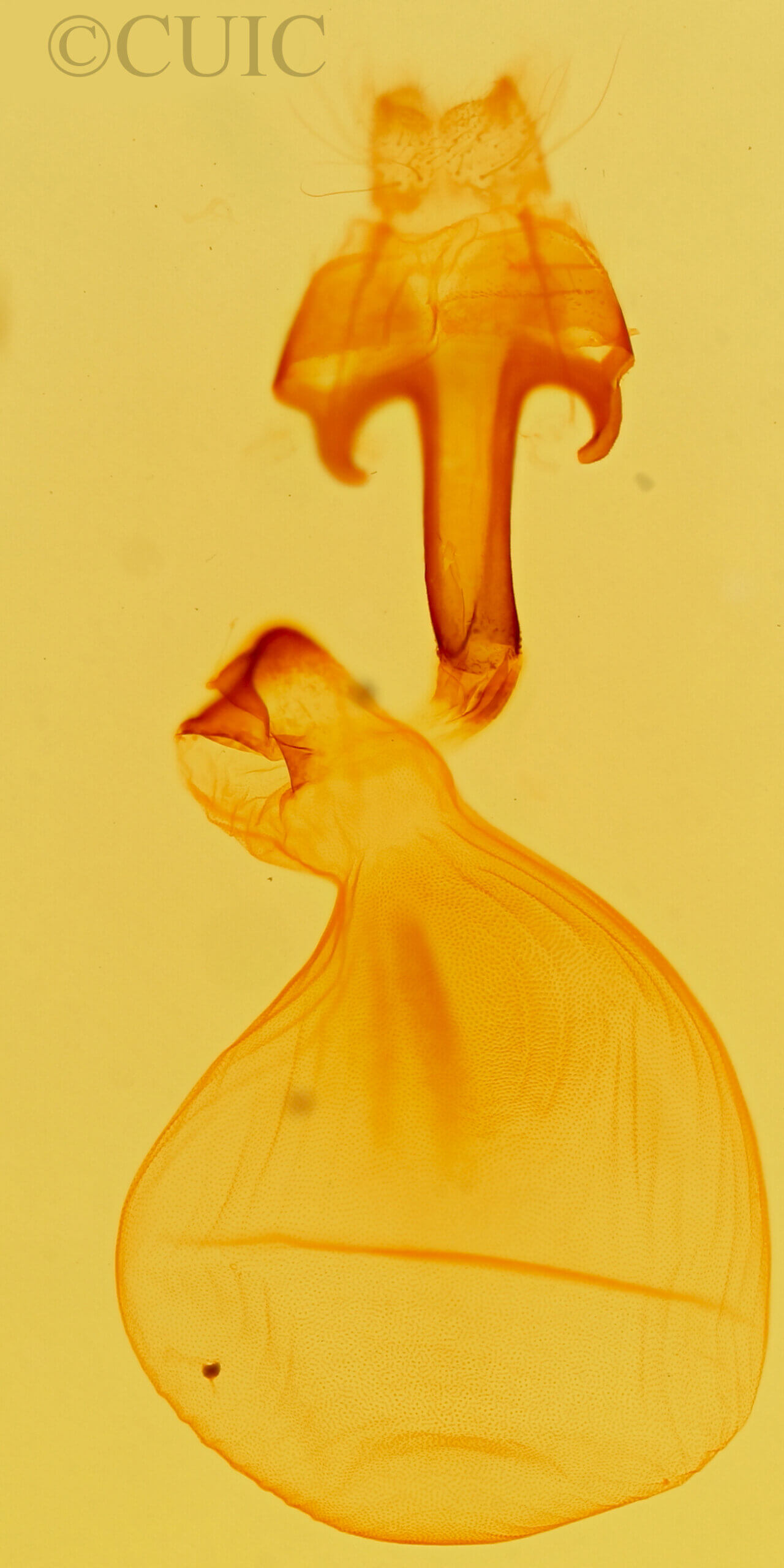 genitalia view of adult Eutelia furcata