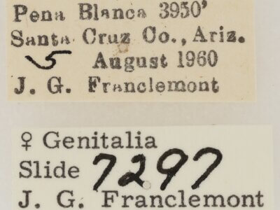 label view of adult Eutelia furcata