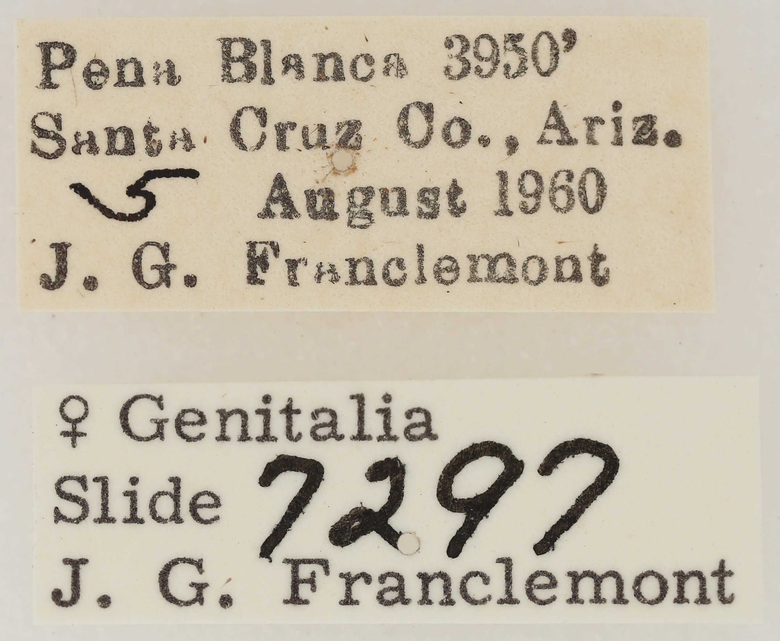 label view of adult Eutelia furcata