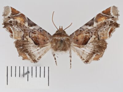 dorsal view of adult Eutelia furcata