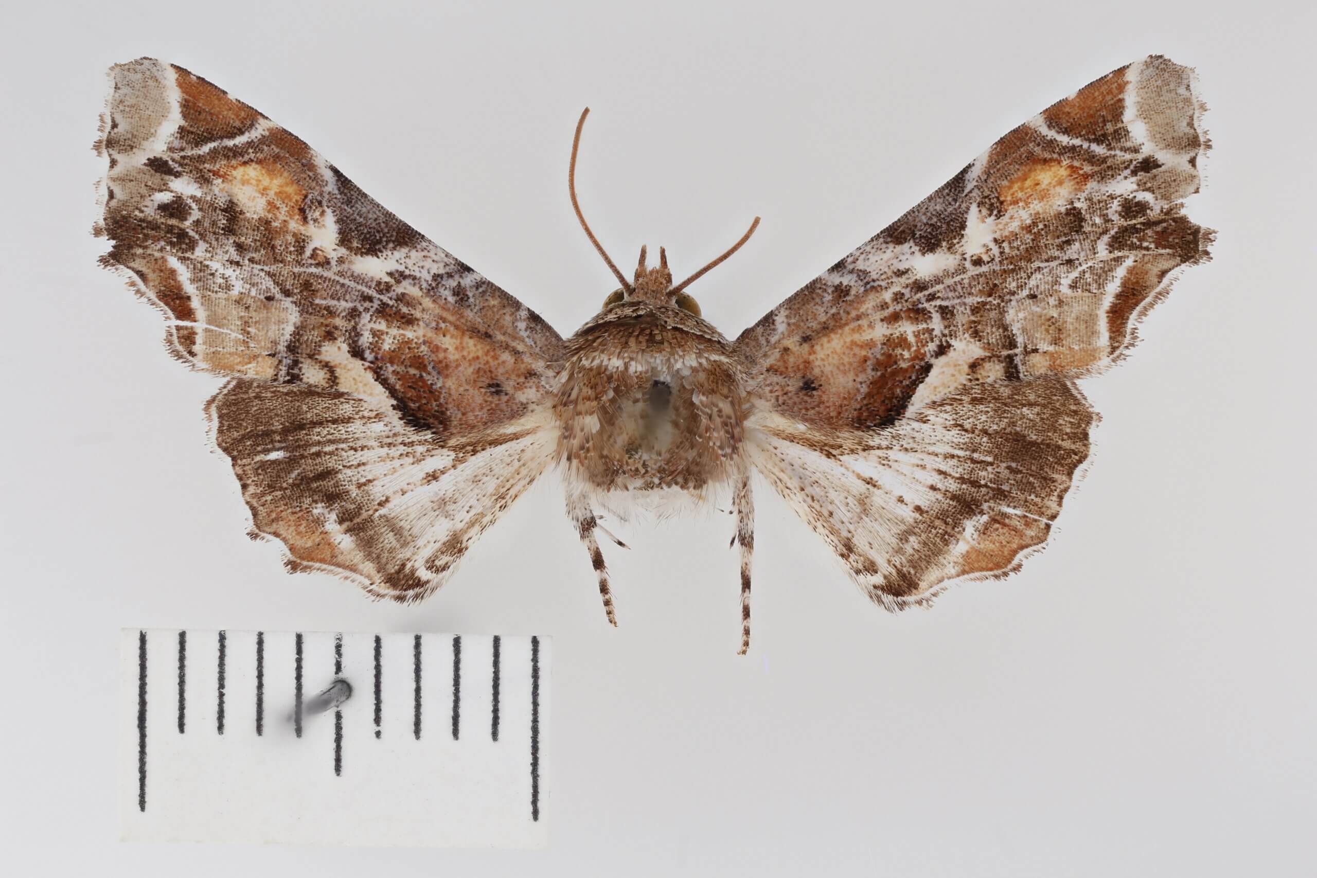 dorsal view of adult Eutelia furcata