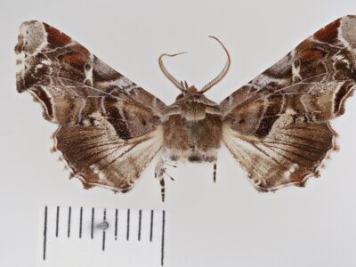 dorsal view of adult Eutelia furcata