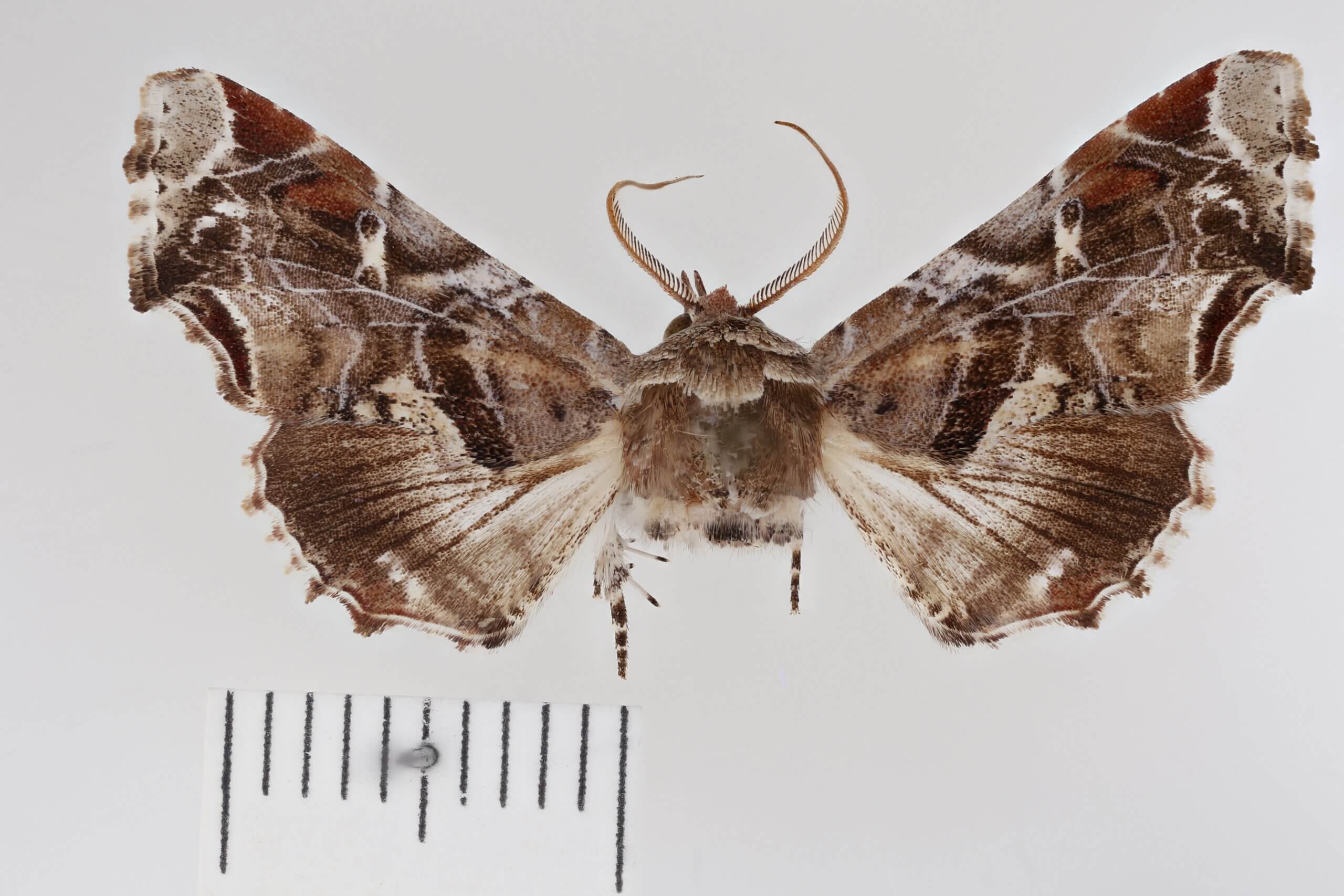 dorsal view of adult Eutelia furcata
