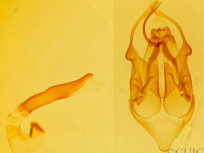 genitalia view of adult Eutelia pyrastis